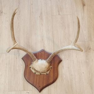 Vintage Deer antlers.